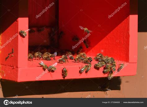 Bees Returning Hive — Stock Photo © Giller #273394926
