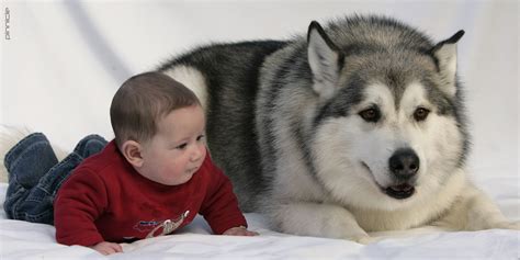 Dogs and babies - Dogslife. Dog Breeds Magazine