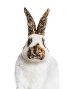 Checkered Giant Rabbit: Facts, Pictures, Behavior & Care Guide | Pet Keen