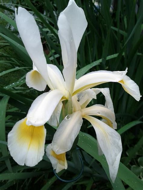 white Japanese iris | Beautiful flowers garden, Japanese iris, Beautiful flowers