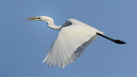 Ardea alba: Systematics, Habitat, Ecological Role ...