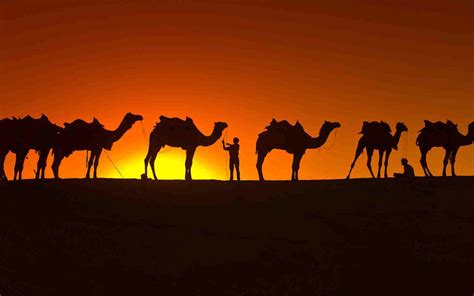 Camel Wallpapers - Wallpaper Cave