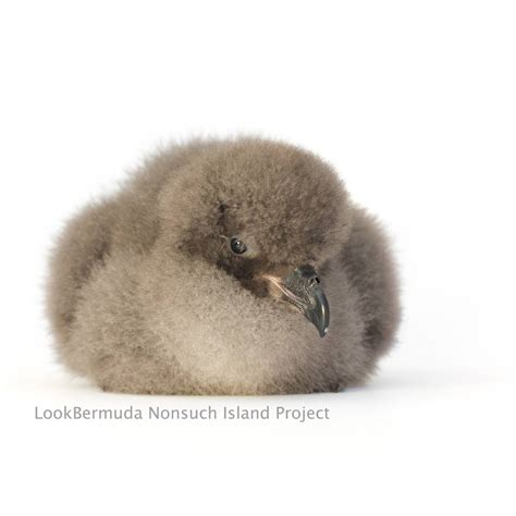 Bermuda Petrel - Porini Foundation