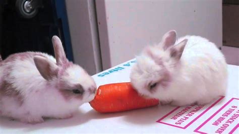 Baby Bunnies Eating A Carrot - YouTube