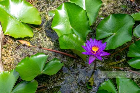 Water lily, The National Flower of Sri Lanka