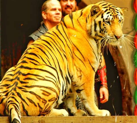 Tiger Stripes - 10 Facts