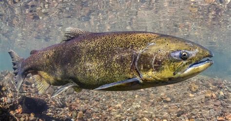 Conservation measures announced to protect chinook salmon in BC