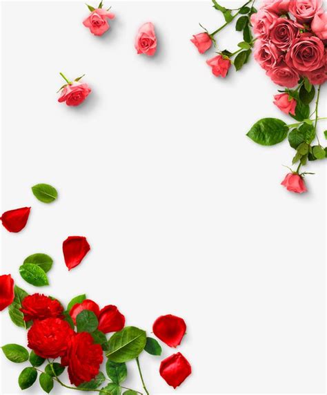 Roses PNG Image, Rose Png, Rose Border, Rose Border Decoration PNG Image For Free Download ...