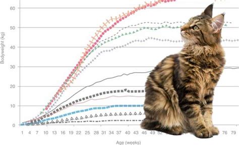 How To Keep A Maine Coon Growth Chart - Maine Coon Expert