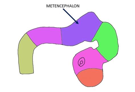 metencephalon – Liberal Dictionary