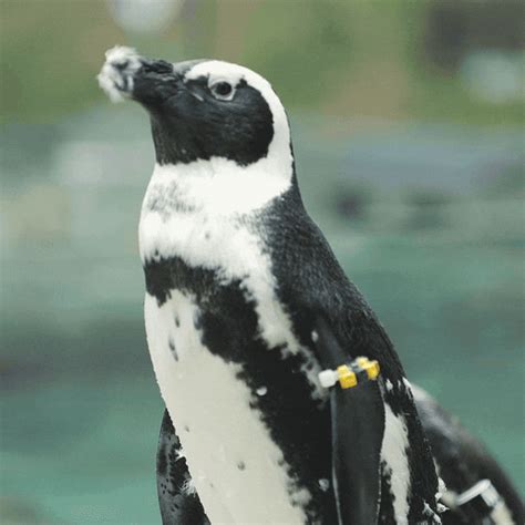 Penguin Swimming GIFs - Find & Share on GIPHY