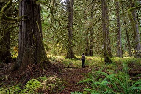 In the Northwest and beyond, mature and old-growth trees remain under threat in spite of Biden’s ...