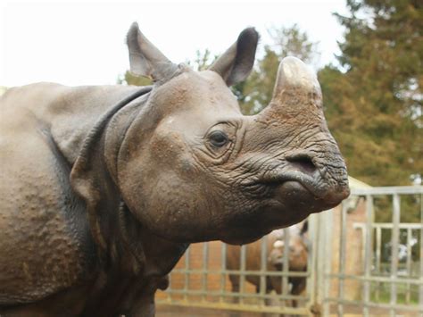 Baby rhino debuts in UK zoo - Photo 7 - Pictures - CBS News