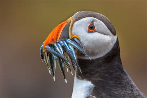 Puffin with Beak Full of Fish Stock Photo - Image of fishing, canadian ...