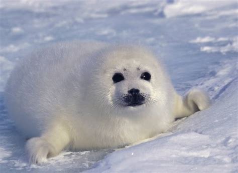 Arctic Wildlife: Discover the Animals of the Arctic Circle - TourRadar