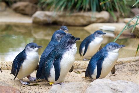 World's Smallest Penguins Make Splash at San Diego Aquarium