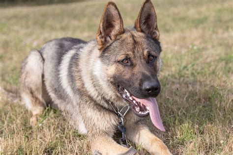 The Sable German Shepherd: A Complete Guide. - Depend On Dogs