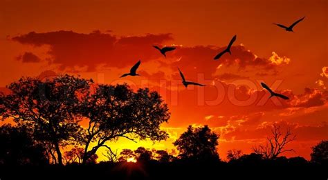 Landscape of Africa with warm sunset, beautiful nature, dramatic red sky, silhouettes of big ...