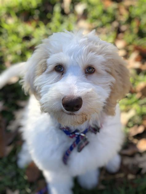 Sheepadoodle Training for Kennedale, Texas