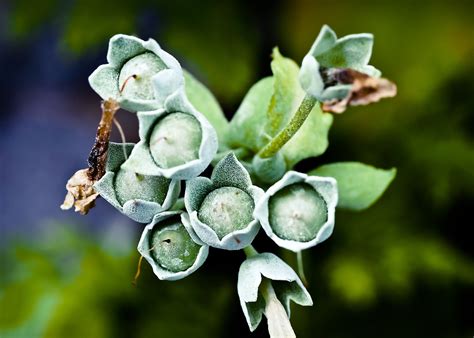 How to Grow a Drumstick Plant (Moringa) for Year-Round Greens - Garden ...