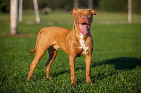 Characteristic Features of Red Nose Pit Bulls You Should Know - DogAppy