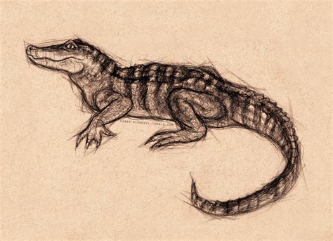 Alligator | Alligators art, Scientific illustration, Alligator tattoo