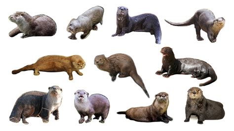 🦦 Types Of Otter | Otter Species #otters - YouTube