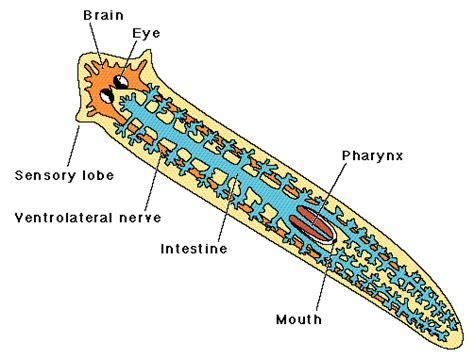 Flatworms