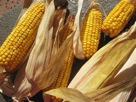 Free Dried Corn on Cob Stock Photo - FreeImages.com