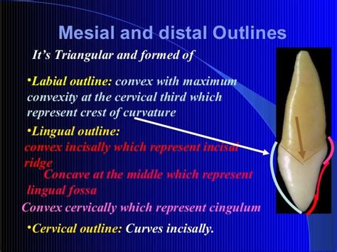 Upper Central Incisor