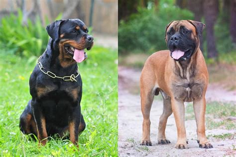 Mastweiler (Rottweiler & Mastiff Mix) Info, Pictures, Facts, FAQs & More