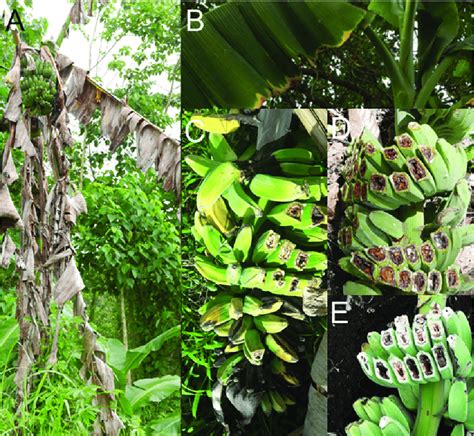 Most obvious symptoms of blood disease of banana as observed on Musa ...