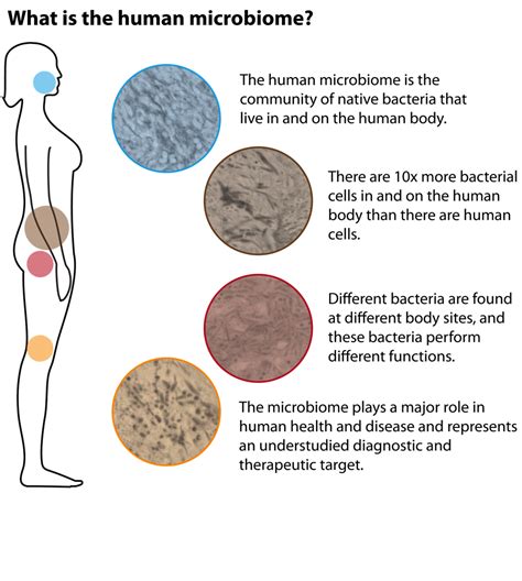 What Is Human Microbiome