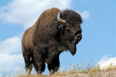 American Bison (Bison bison) DDZ_0055 | The American Bison i… | Flickr