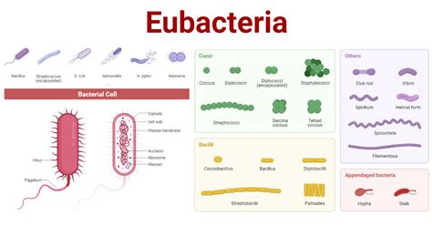 Eubacteria- Definition, Characteristics, Structure, Types, Examples