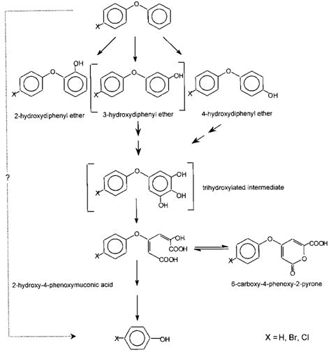 Proposed pathway for the degradation of diphenyl ethers by Trametes ...