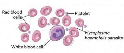 HAEMOTROPIC MYCOPLASMA INFECTION IN CATS: A DIAGNOSTIC CHALLENGE - Veterinary Laboratory UK ...