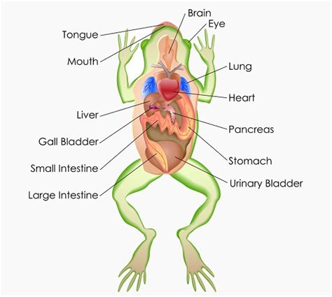 Frog Heart Anatomy