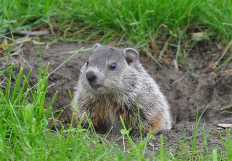 Groundhog Removal