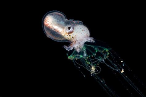 Top 5 Smallest, Teeniest, Tiniest, Octopus Species! - OctoNation - The Largest Octopus Fan Club!