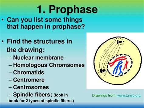 PPT - Chapter 8 Cell Reproduction PowerPoint Presentation - ID:322945
