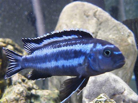 Maingano electric blue Johanni - regular - Bluegrassaquatics.com