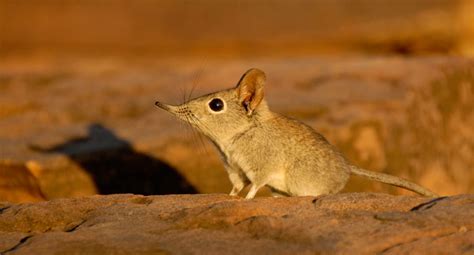 How to photograph the Tuli elephant shrew - Africa Geographic