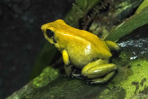 16 Poisonous Frogs That Are Beautiful but Deadly