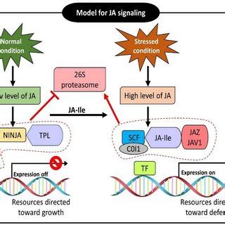 Jasmonic acid signaling pathway under normal and stress conditions. JA ...