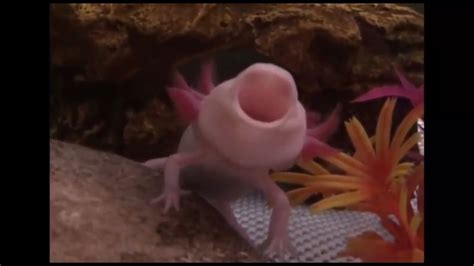 Cute axolotl yawn🤠 - YouTube