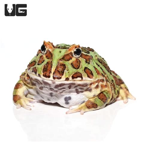 Green Pacman Frogs For Sale - Underground Reptiles