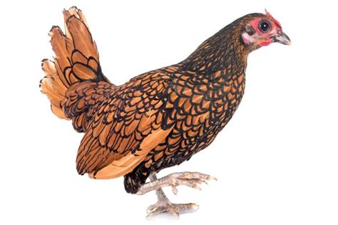 Sebright Chicken Breed: Complete Care Guide (2024)