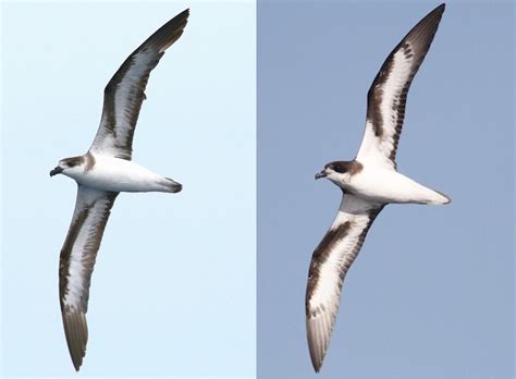 Bermuda Petrel – birdfinding.info