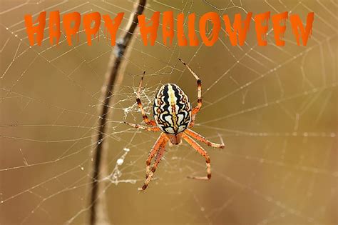 Happy Halloween, halloween, web, spider, holiday, HD wallpaper | Peakpx